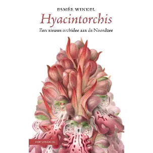 Afbeelding van Hyacintorchis