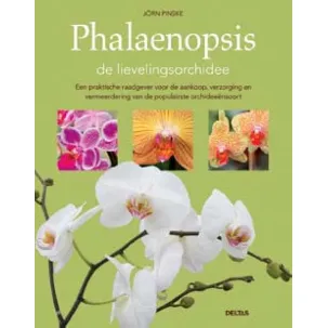 Afbeelding van Phalaenopsis